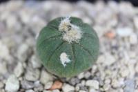 Echinocactus horizonthalonius PD 12